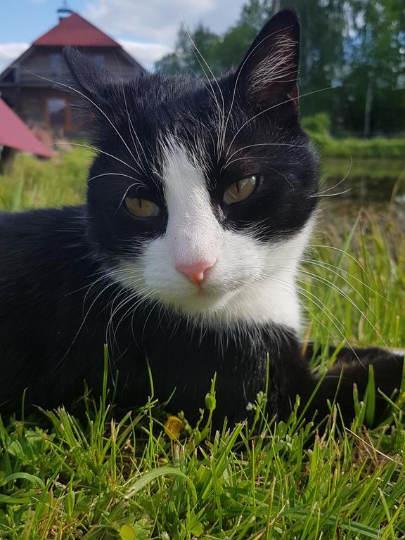 Bellas Namins Cēsis Eksteriør billede