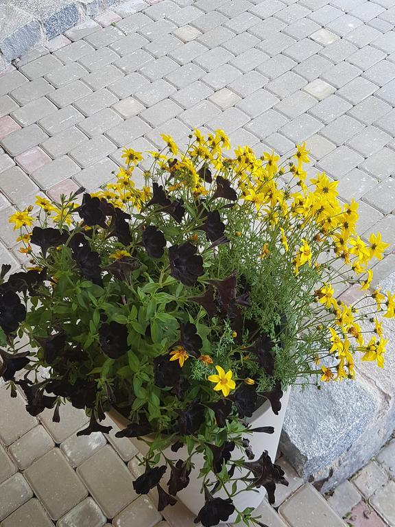 Bellas Namins Cēsis Eksteriør billede